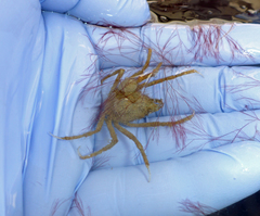 Pyromaia tuberculata