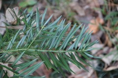 Podocarpus nubigenus