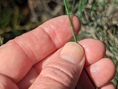 Allocasuarina striata