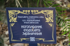 Podocarpus nubigenus