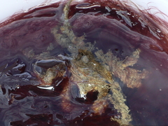 Pyromaia tuberculata