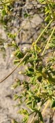 Mirabilis tenuiloba