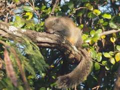 Callosciurus erythraeus styani