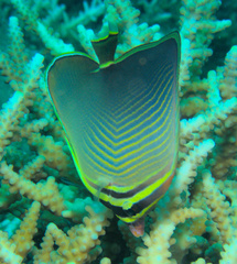 Chaetodon baronessa