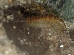 Melitidae