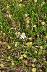 Minuria cunninghamii