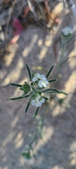 Johnstonella angustifolia