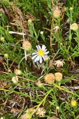 Minuria cunninghamii