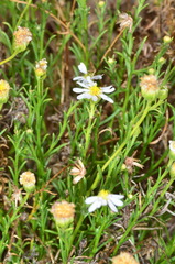 Minuria cunninghamii