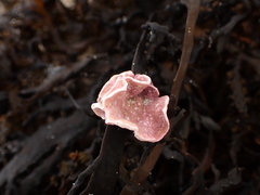 Lithophyllum carpophylli