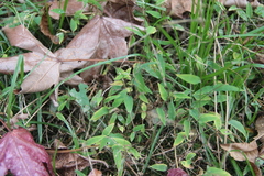 Microstegium vimineum