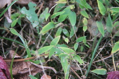 Microstegium vimineum