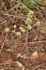 Rhodanthe tietkensii