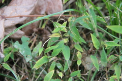 Microstegium vimineum