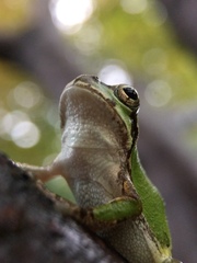 Hyla japonica