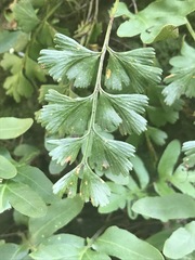 Asplenium aethiopicum
