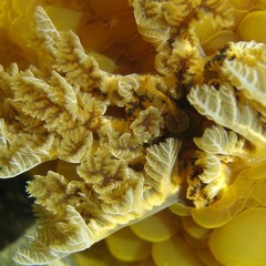 Doris wellingtonensis