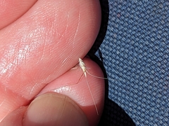 Rytidosperma caespitosum