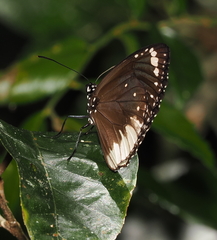 Euploea darchia