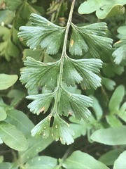 Asplenium aethiopicum