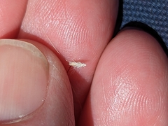 Rytidosperma caespitosum