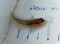 Tridentiger trigonocephalus