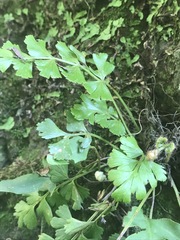 Asplenium aethiopicum