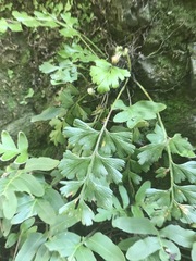 Asplenium aethiopicum