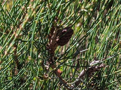 Allocasuarina striata