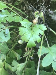 Asplenium aethiopicum
