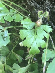 Asplenium aethiopicum