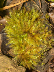 Pyrrhobryum