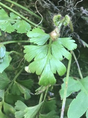 Asplenium aethiopicum