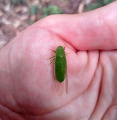 Chlorocysta