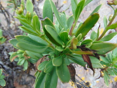 Penstemon coriaceus