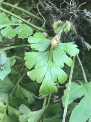 Asplenium aethiopicum