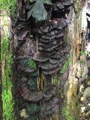 Hymenochaete microcycla