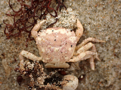 Hemigrapsus crenulatus