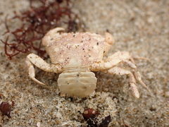 Hemigrapsus crenulatus