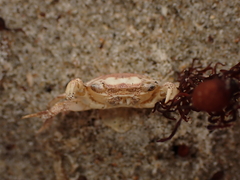 Hemigrapsus crenulatus