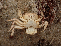 Hemigrapsus crenulatus