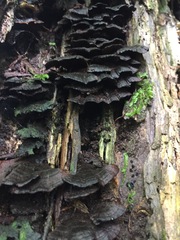 Hymenochaete microcycla