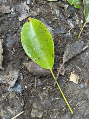 Trochodendron aralioides