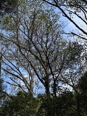 Trochodendron aralioides