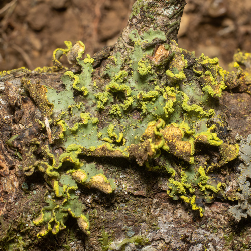 Lobaria, 2022-12-16