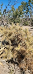 Cylindropuntia fulgida