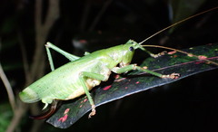 Austrosalomona destructor