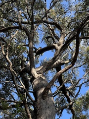 Eucalyptus umbra