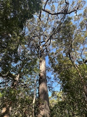 Eucalyptus umbra