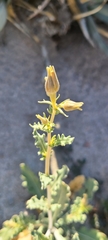 Mentzelia longiloba